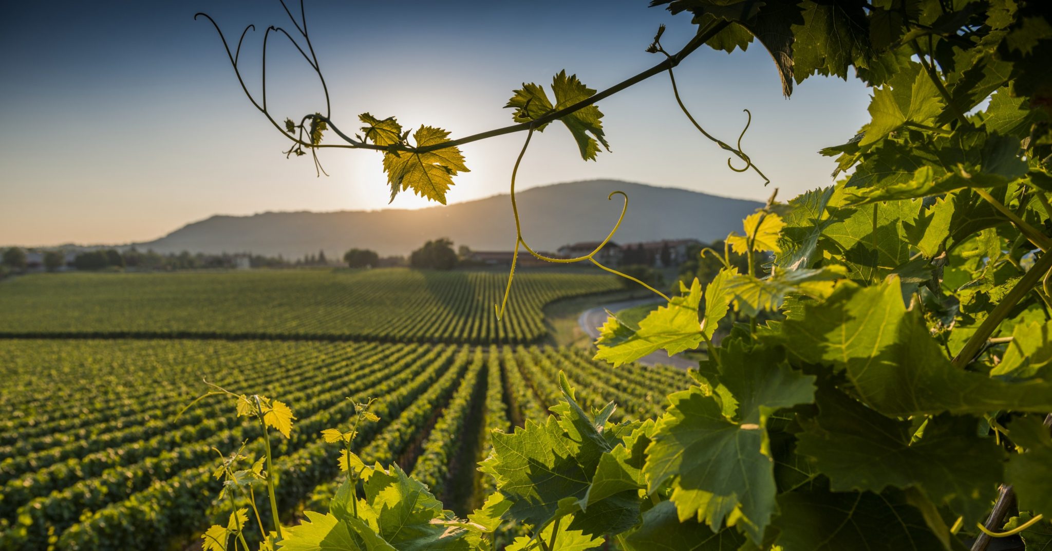 Vigneti etnei al tramonto